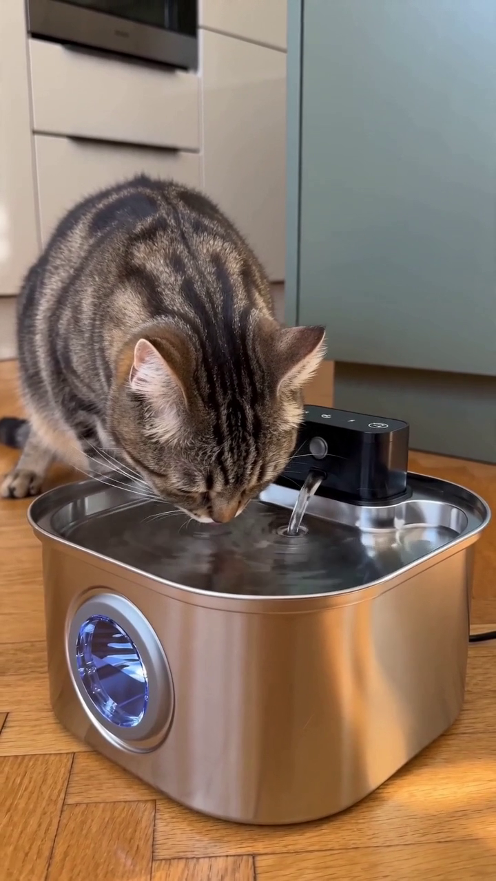 Chat tigré buvant à la fontaine inox Félia