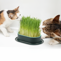 Deux chats grignotant l'herbe à chat Félia