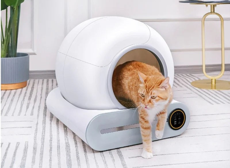 Chat roux sortant de la litière autonettoyante Félia dans un salon